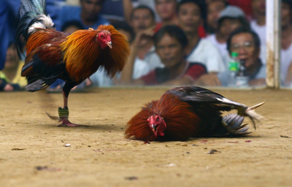 Cara Memilih Situs Sabung Ayam S128 yang Aman