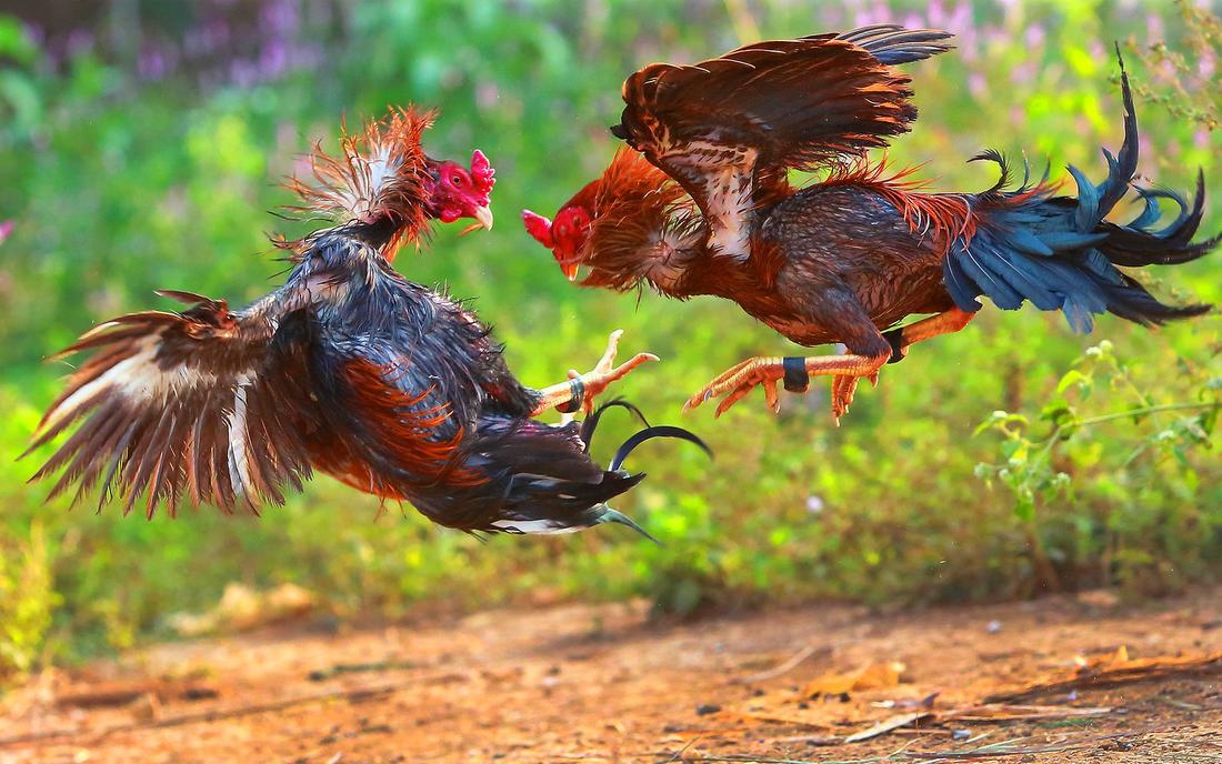 Install Aplikasi Sabung Ayam Online