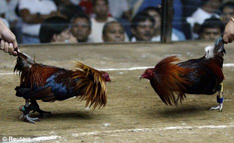 Ilustrasi sejarah perkembangan sabung ayam tradisional hingga era digital modern